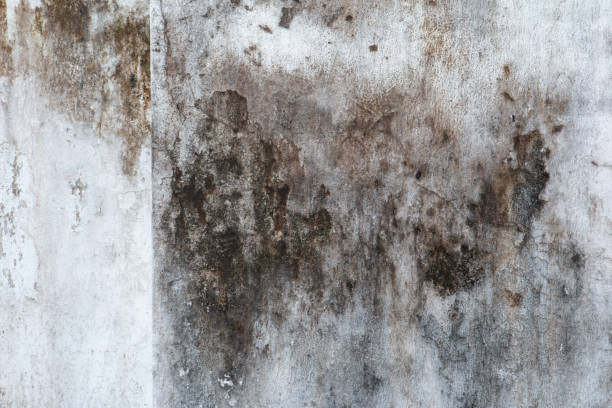 Best Mold Remediation for Vacation Homes  in Lealman, FL