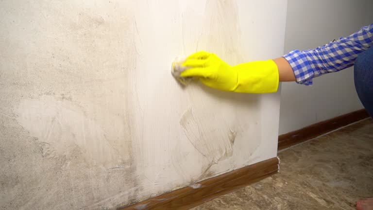 Mold Remediation for Vacation Homes in Lealman, FL