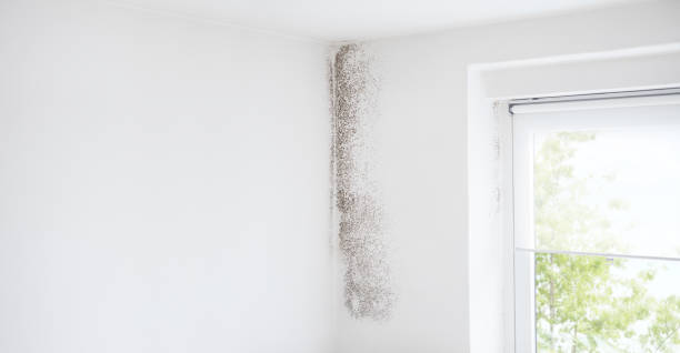 Best Air Quality Testing for Mold Spores  in Lealman, FL