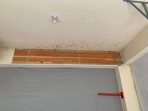 Best Black Mold Removal  in Lealman, FL