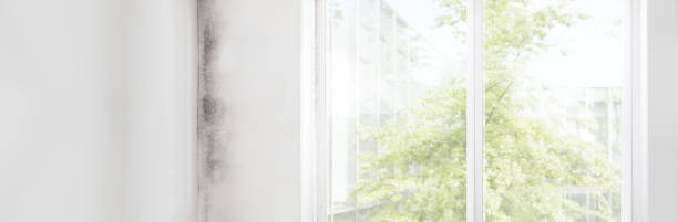 Best Mold-Related Health Consultation  in Lealman, FL