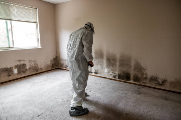 Best Attic Mold Removal  in Lealman, FL